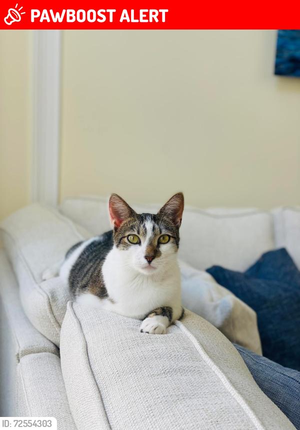 Lost Male Cat last seen Ibis community , West Palm Beach, FL 33412