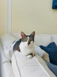 Lost Male Cat last seen Ibis community , West Palm Beach, FL 33412