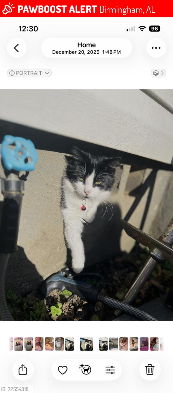 Lost Female Cat last seen Woods and a school, Birmingham, AL 35214