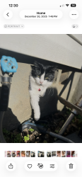 Lost Female Cat last seen Woods and a school, Birmingham, AL 35214