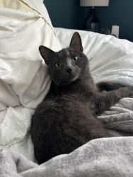 Lost Unknown Cat last seen Collegiate and Portage, Winnipeg, MB R3J 1V1