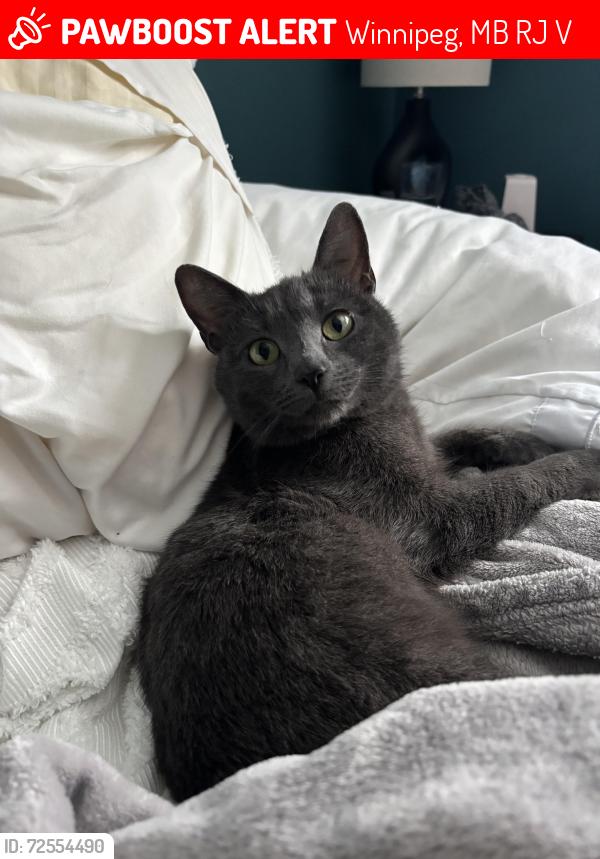 Lost Unknown Cat last seen Collegiate and Portage, Winnipeg, MB R3J 1V1