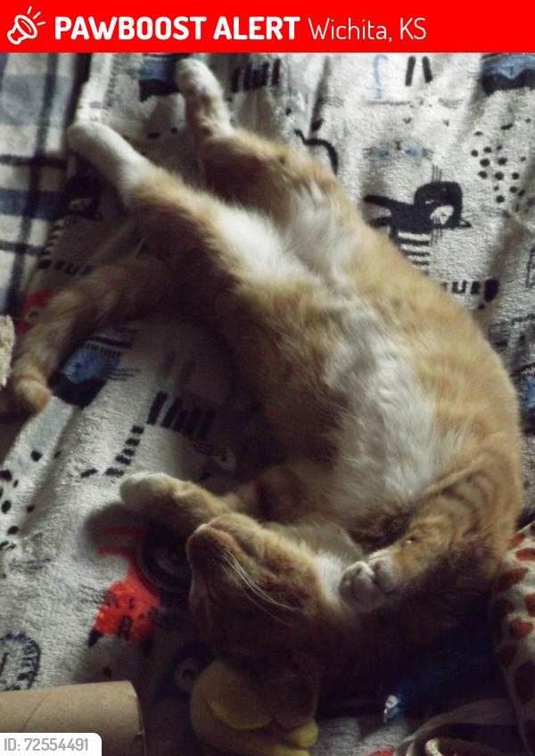 Lost Male Cat last seen N. Exposition St. and W. Second St., Wichita, KS 67203