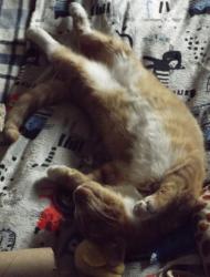 Lost Male Cat last seen N. Exposition St. and W. Second St., Wichita, KS 67203