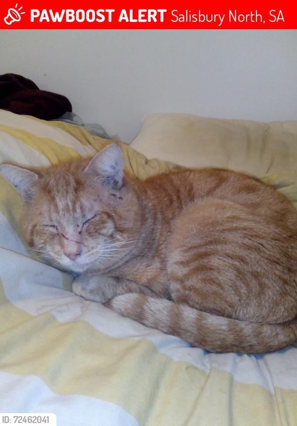 Lost Male Cat last seen Unit 5 163 Waterloo corner road , Salisbury North, SA 5108