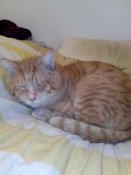 Lost Male Cat last seen Unit 5 163 Waterloo corner road , Salisbury North, SA 5108