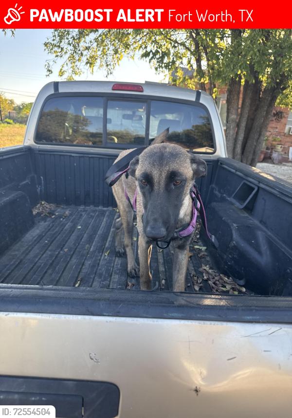 Lost Female Dog last seen Near ramona dr , Fort Worth, TX 76116