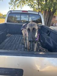 Lost Female Dog last seen Near ramona dr , Fort Worth, TX 76116