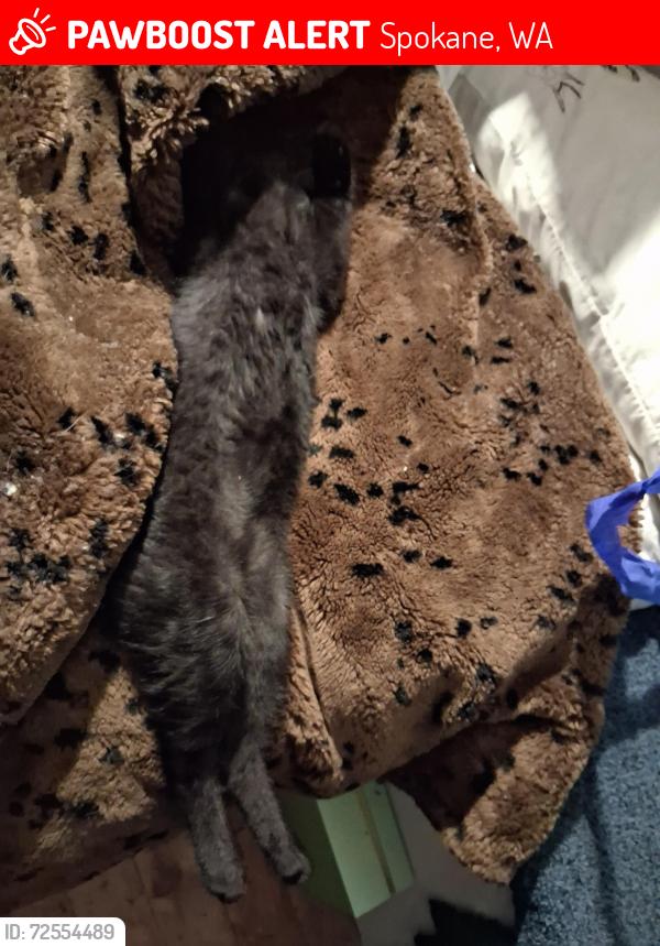 Lost Male Cat last seen Hawthorne , walbash, Spokane, WA 99205