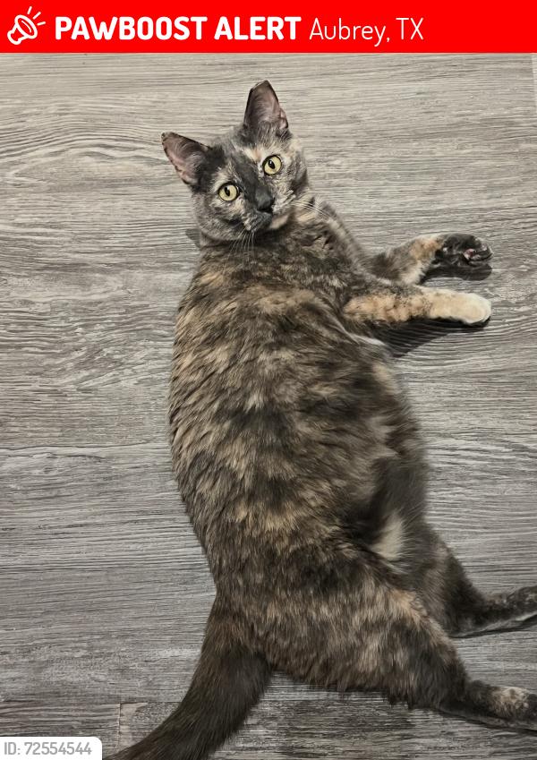 Lost Female Cat last seen Main St. and W Sherman in Aubrey, Aubrey, TX 76227