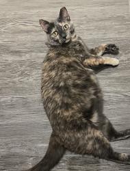 Lost Female Cat last seen Main St. and W Sherman in Aubrey, Aubrey, TX 76227