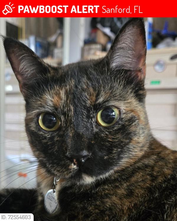 Lost Female Cat last seen Live oak bld, Sanford, FL 32773