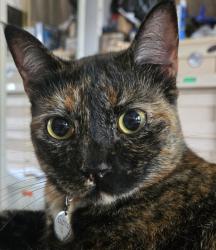 Lost Female Cat last seen Live oak bld, Sanford, FL 32773