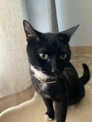 Lost Male Cat last seen Fairway Orange Ca, Orange, CA 92866
