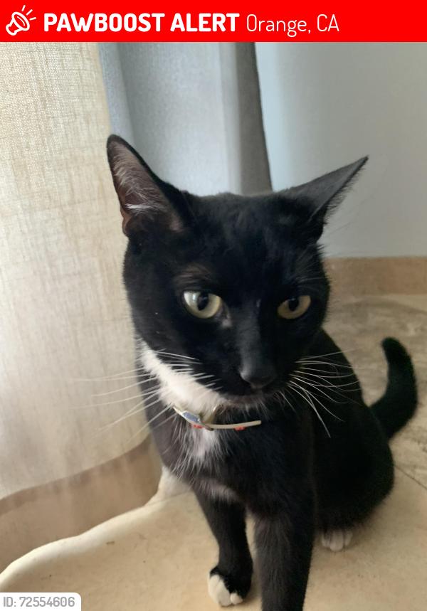 Lost Male Cat last seen Fairway Orange Ca, Orange, CA 92866