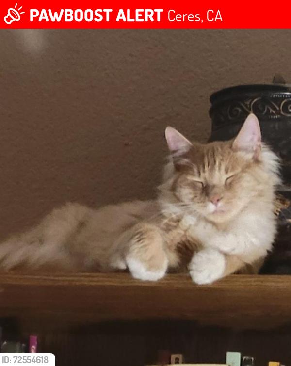Lost Male Cat last seen Hackett and Blaker , Ceres, CA 95307