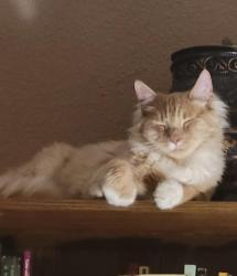 Lost Male Cat last seen Hackett and Blaker , Ceres, CA 95307