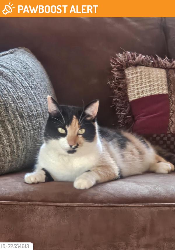 Found/Stray Unknown Cat last seen Piper rd and bumble bee lane , Cherokee County, NC 28906