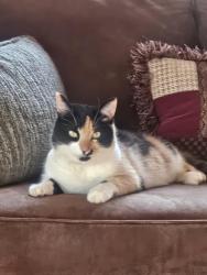 Found/Stray Unknown Cat last seen Piper rd and bumble bee lane , Cherokee County, NC 28906