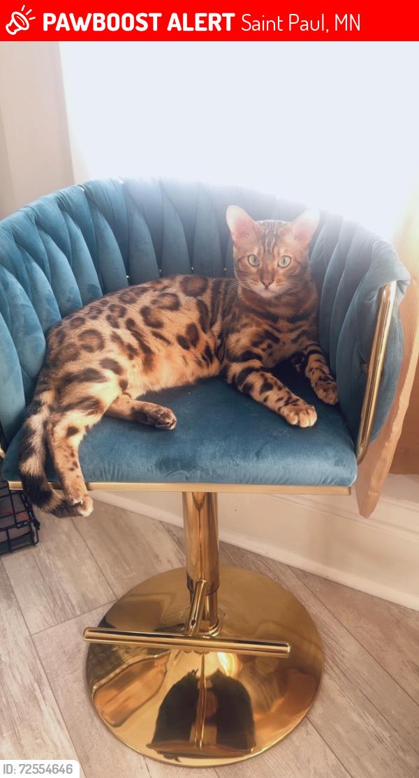 Lost Male Cat last seen Victoria st and Edmund ave , Saint Paul, MN 55104