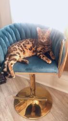 Lost Male Cat last seen Victoria st and Edmund ave , Saint Paul, MN 55104