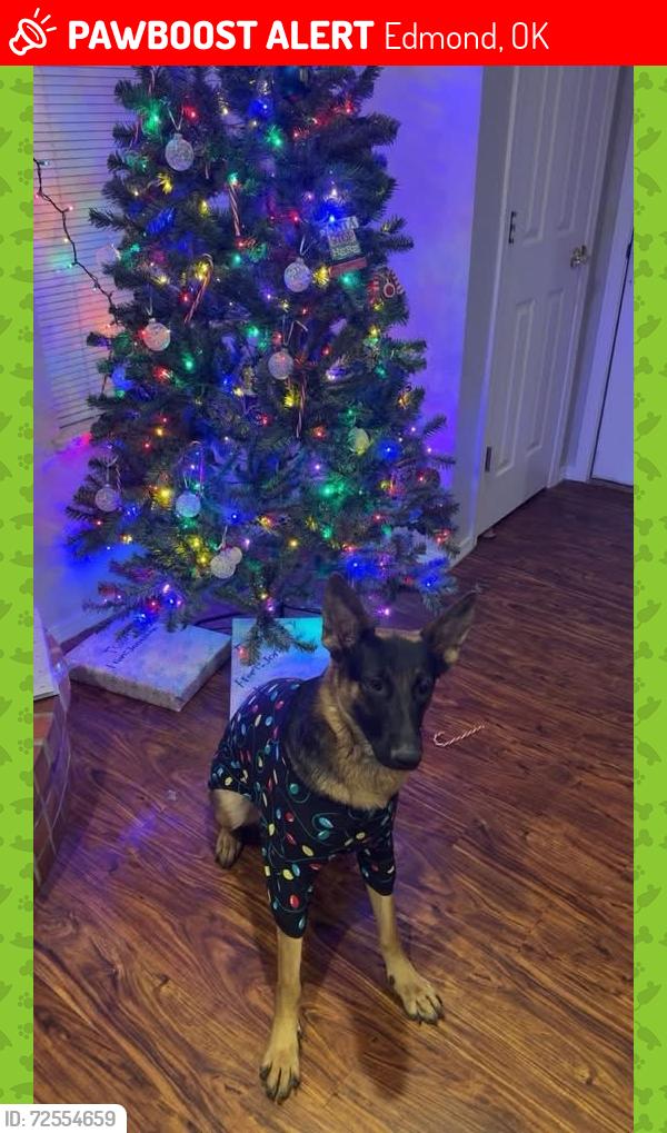 Lost Female Dog last seen 2nd and boulevard, Edmond, OK 73034