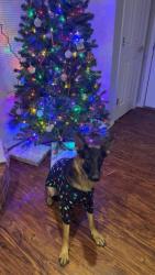 Lost Female Dog last seen 2nd and boulevard, Edmond, OK 73034