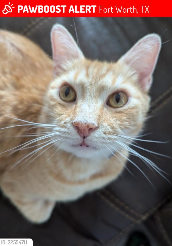 Lost Male Cat last seen Sendera Ranch, Fort Worth, TX 76052