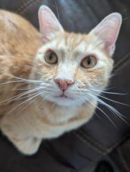 Lost Male Cat last seen Sendera Ranch, Fort Worth, TX 76052