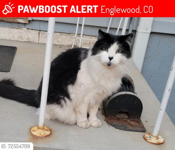 Lost Male Cat last seen Layton and Lincoln , Englewood, CO 80113