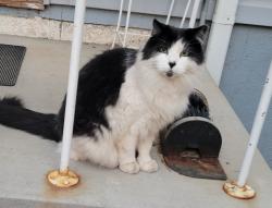 Lost Male Cat last seen Layton and Lincoln , Englewood, CO 80113