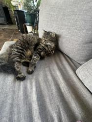Lost Male Cat last seen Knight road 200 by glenwood elementary school , Vestal, NY 13850