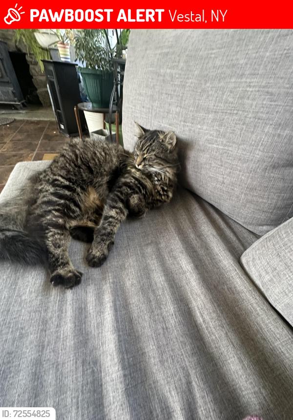 Lost Male Cat last seen Knight road 200 by glenwood elementary school , Vestal, NY 13850