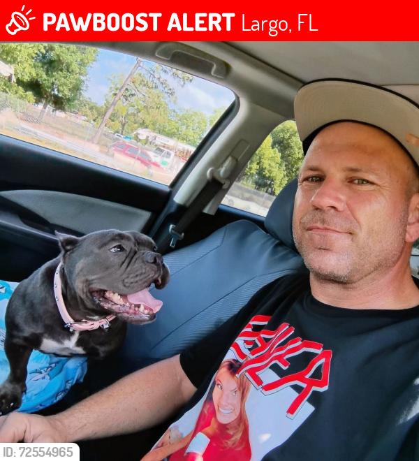 Lost Female Dog last seen idk I was visiting the area when we lost her, Largo, FL 33770