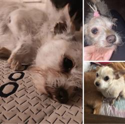 Lost Male Dog last seen Alessandro, San Jacinto, CA 92583