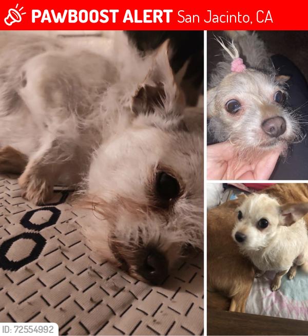 Lost Male Dog last seen Alessandro, San Jacinto, CA 92583