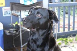 Reunited Male Dog last seen Near S Thompson Ave, Tacoma, WA 98408, USA, Tacoma, WA 98408
