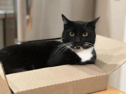 Lost Male Cat last seen McDonough, Decatur, GA 30030