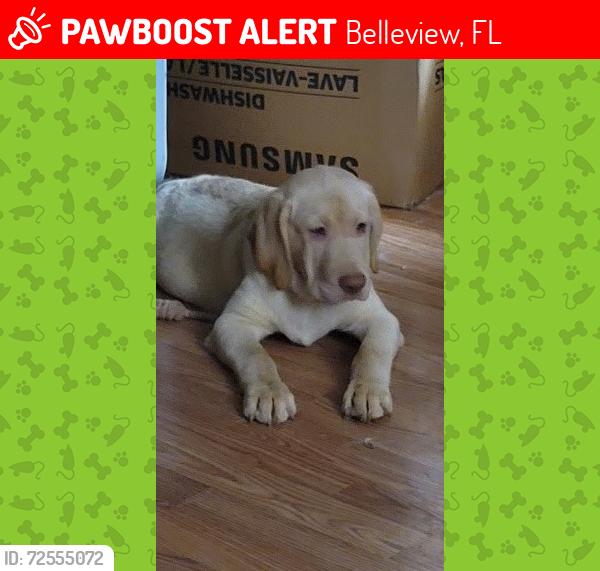 Lost Male Dog last seen 125th pl and 100th in Belleview, Belleview, FL 34420