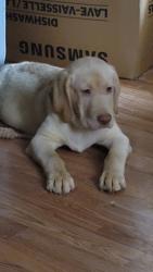 Lost Male Dog last seen 125th pl and 100th  in Belleview, Belleview, FL 34420
