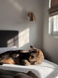 Lost Male Cat last seen Robertson Rd, Sacramento, CA 95821