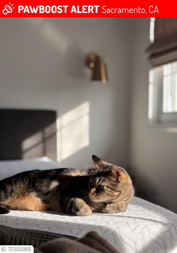 Lost Male Cat last seen Robertson Rd, Sacramento, CA 95821
