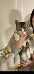 Lost Male Cat last seen sapphire resort apmts , Houston, TX 77058