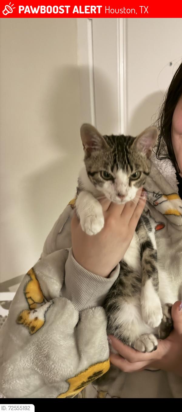 Lost Male Cat last seen sapphire resort apmts , Houston, TX 77058