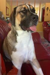 Lost Male Dog last seen Ruidosa, Cotillion, Ferguson, Dallas, TX 75228
