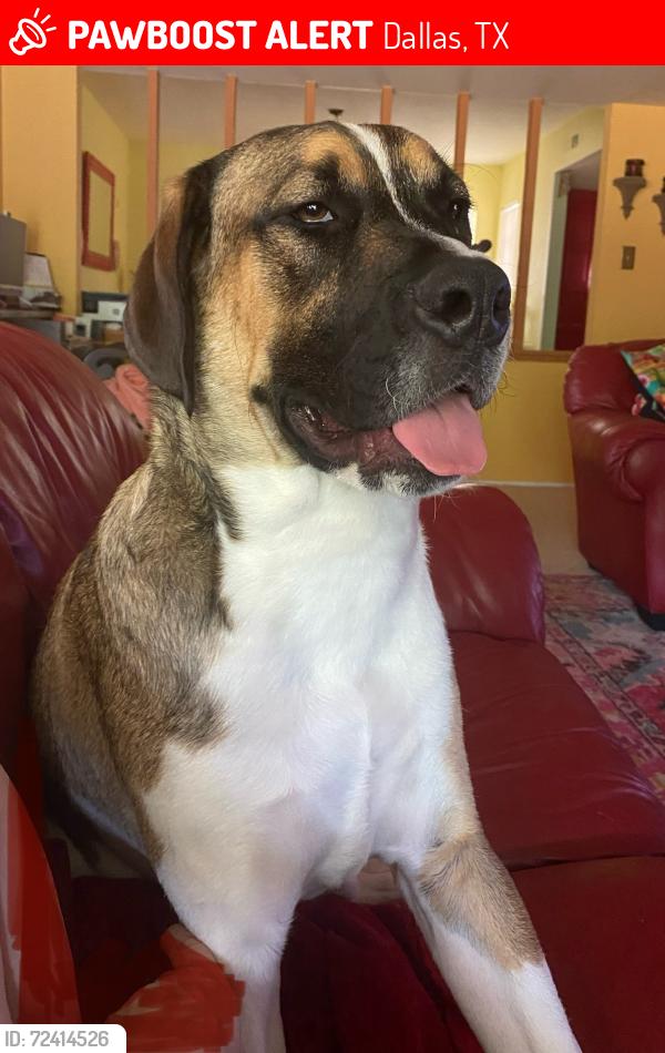 Lost Male Dog last seen Ruidosa, Cotillion, Ferguson, Dallas, TX 75228