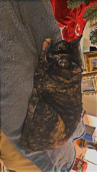 Lost Female Cat last seen Near cherine way, Greensboro, NC 27410
