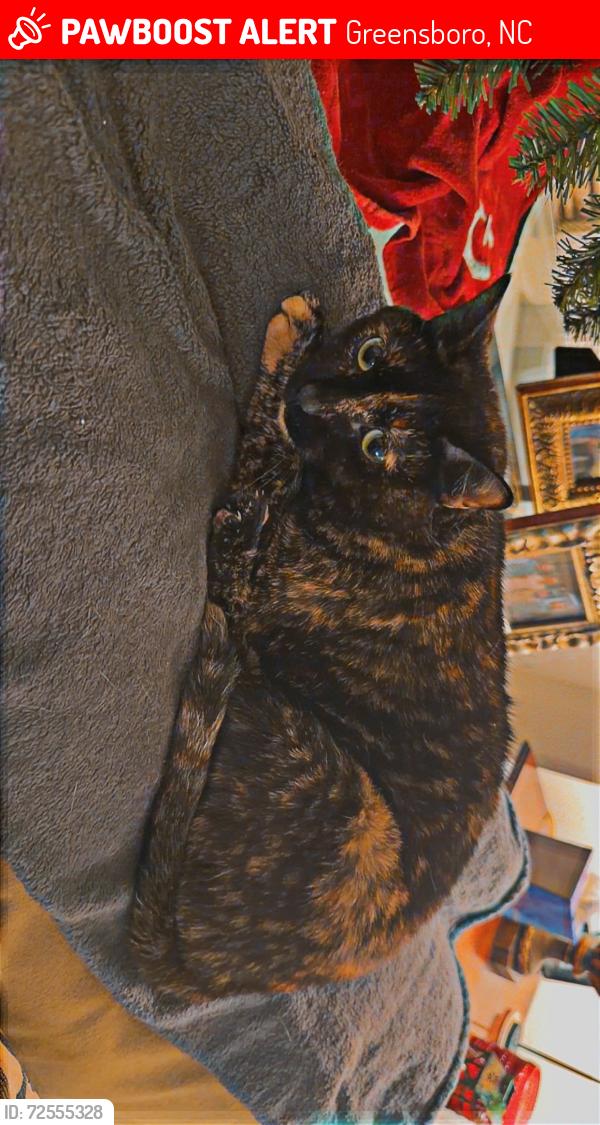 Lost Female Cat last seen Near cherine way, Greensboro, NC 27410