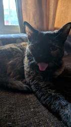 Lost Female Cat last seen 61st LN and Berkeley , Phoenix, AZ 85035