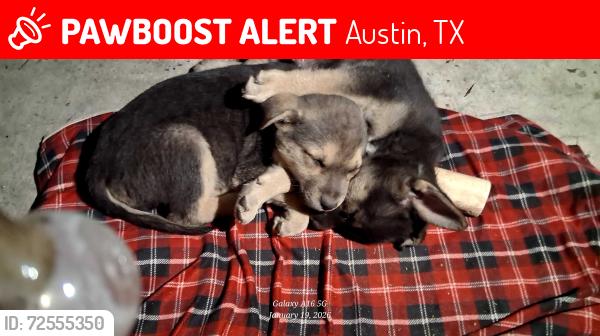 Lost Male Dog last seen Cross Park and Cameron , Austin, TX 78754